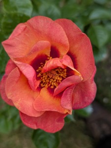 BROWN-EYED GIRL - (floribunda)